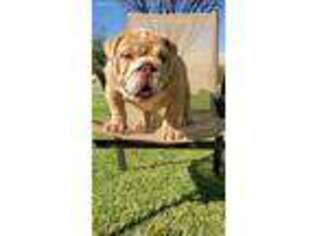 Bulldog Puppy for sale in Bloomington, CA, USA