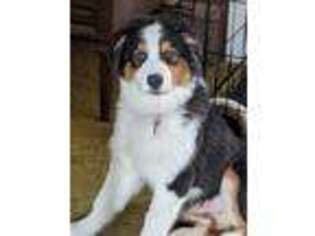Australian Shepherd Puppy for sale in Plymouth, NY, USA
