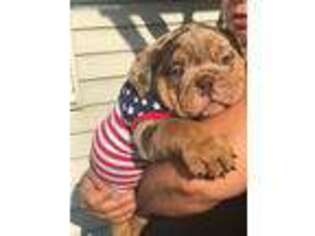 Bulldog Puppy for sale in Hico, TX, USA