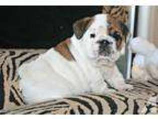 Bulldog Puppy for sale in AUBURN, WA, USA