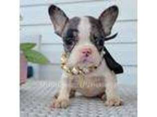 French Bulldog Puppy for sale in Naples, FL, USA