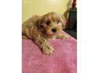 Yorkshire Terrier Puppy for sale in Shelbyville, IN, USA