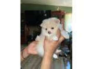 Pomeranian Puppy for sale in Moreno Valley, CA, USA