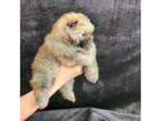 Pomeranian Puppy for sale in Broomfield, CO, USA