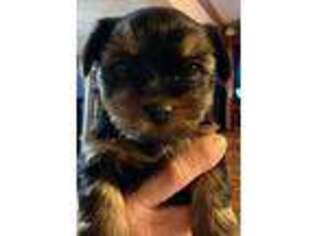 Yorkshire Terrier Puppy for sale in Starks, LA, USA