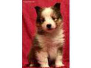 Shetland Sheepdog Puppy for sale in Menard, TX, USA
