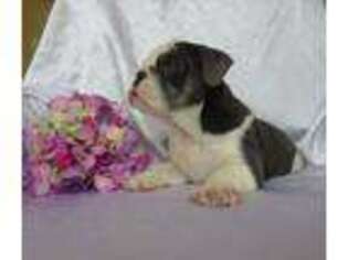 Bulldog Puppy for sale in Fairfax, VA, USA
