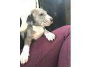 Great Dane Puppy for sale in Rainier, OR, USA