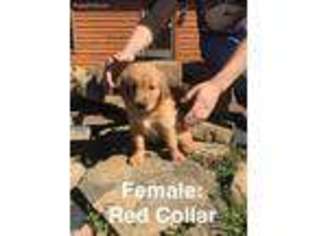 Golden Retriever Puppy for sale in Morgantown, WV, USA