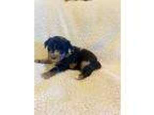 Medium Photo #1 Mutt Puppy For Sale in Duran, NM, USA