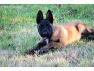 Belgian Malinois Puppy for sale in Noble, OK, USA