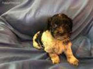 Shih-Poo Puppy for sale in Saunderstown, RI, USA