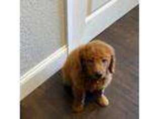 Goldendoodle Puppy for sale in Granite Bay, CA, USA