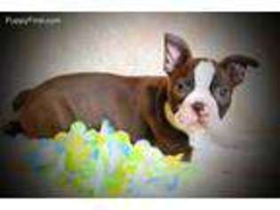 Boston Terrier Puppy for sale in Maple Lake, MN, USA