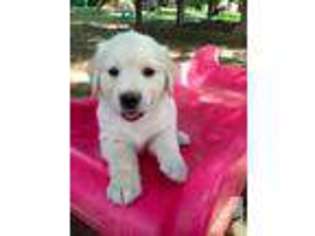 Golden Retriever Puppy for sale in ROCKVILLE, MD, USA