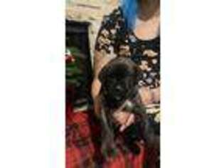 Cane Corso Puppy for sale in Fort Worth, TX, USA