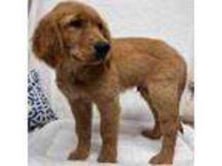 Golden Retriever Puppy for sale in Memphis, TN, USA