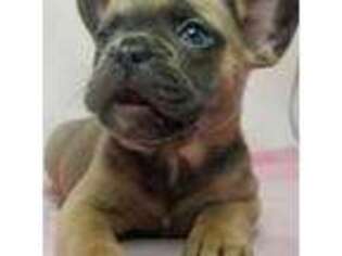 French Bulldog Puppy for sale in Burnsville, NC, USA