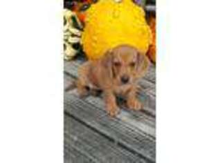 Dachshund Puppy for sale in Ashland, OH, USA