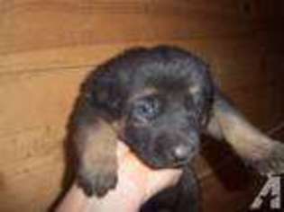 German Shepherd Dog Puppy for sale in COUNCIL BLUFFS, IA, USA
