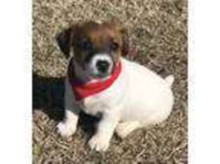 Jack Russell Terrier Puppy for sale in Henrietta, TX, USA