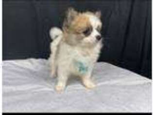 Pomeranian Puppy for sale in Kernersville, NC, USA