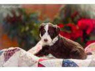 Mutt Puppy for sale in Washington, KS, USA