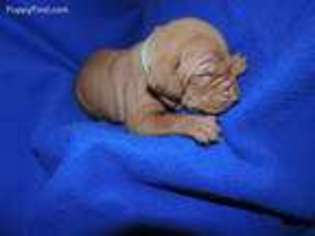 Vizsla Puppy for sale in Puyallup, WA, USA