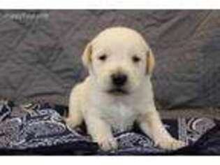 Labradoodle Puppy for sale in Kirkland, IL, USA