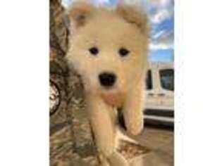 Samoyed Puppy for sale in Washington, UT, USA