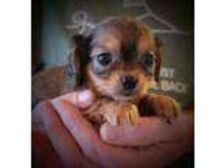 Beagle Puppy for sale in Fyffe, AL, USA