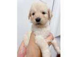 Golden Retriever Puppy for sale in Torrance, CA, USA