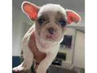 French Bulldog Puppy for sale in West Covina, CA, USA