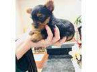 Yorkshire Terrier Puppy for sale in Doylestown, PA, USA