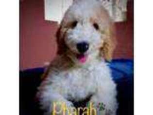 Goldendoodle Puppy for sale in Brandon, FL, USA