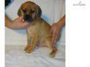 Puggle Puppy for sale in Richmond, VA, USA