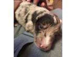 Mutt Puppy for sale in Birdseye, IN, USA