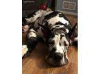 Great Dane Puppy for sale in Fayetteville, GA, USA
