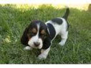 Basset Hound Puppy for sale in Sacramento, CA, USA