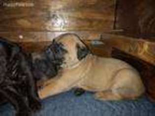 Cane Corso Puppy for sale in Rockford, MI, USA