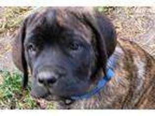Mastiff Puppy for sale in Bellingham, WA, USA