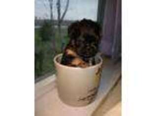 Brussels Griffon Puppy for sale in Nilwood, IL, USA