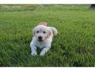 Golden Retriever Puppy for sale in Guyton, GA, USA