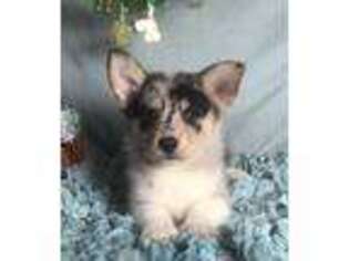 Pembroke Welsh Corgi Puppy for sale in East Sparta, OH, USA