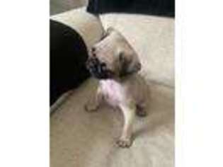 Pug Puppy for sale in Merced, CA, USA