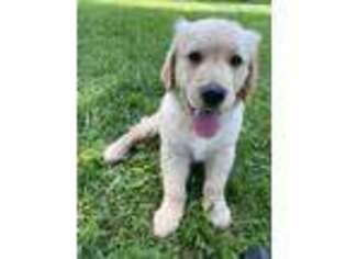 Golden Retriever Puppy for sale in Phoenix, NY, USA