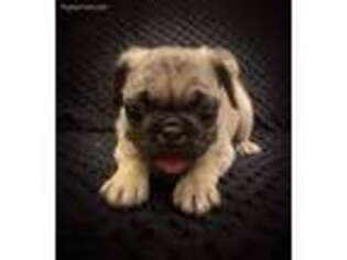 Pug Puppy for sale in Lexington, KY, USA