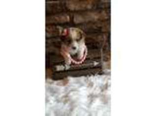 Pembroke Welsh Corgi Puppy for sale in Theodosia, MO, USA