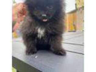 Pomeranian Puppy for sale in Fredericksburg, VA, USA
