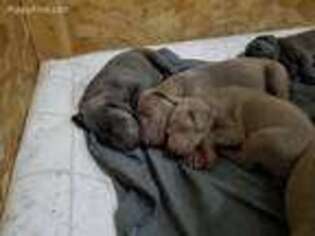 Weimaraner Puppy for sale in Fort Ann, NY, USA